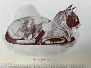 Domestic or Fancy Cats: A Practical Treatise on Their Antiquity, Domestication, Varieties, Breeding, Management, Diseases, Exhibition and Judging