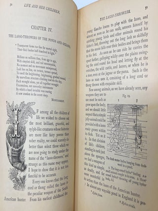 Life and Her Children: Glimpses of Animal Life from the Amoeba to the Insects