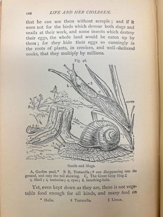 Life and Her Children: Glimpses of Animal Life from the Amoeba to the Insects