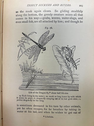 Life and Her Children: Glimpses of Animal Life from the Amoeba to the Insects