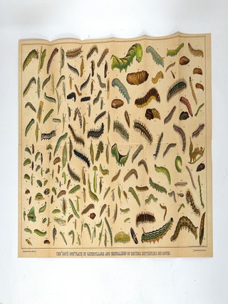 The Boy's Own Nature Book FOLD-OUT CHROMOLITHOGRAPHIC PLATES