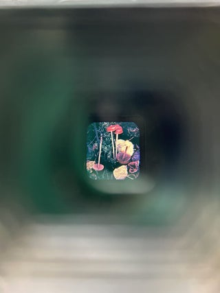 Mushrooms in Their Natural Habitats, with Stereoscope and 33 Stereographic Reels FIRST EDITION